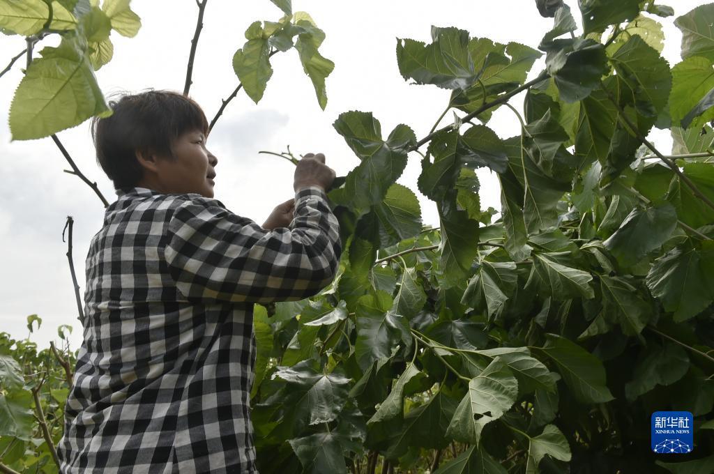 捕鱼大师无限金币